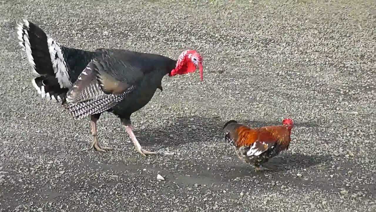 Turkey Dances With Rooster🐔 - YouTube