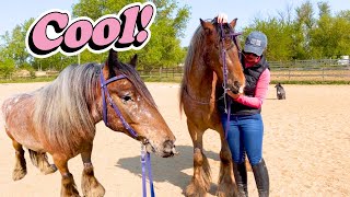 INTRODUCING MY YOUNG HORSE TO THE BIT! *Tips & Tricks*