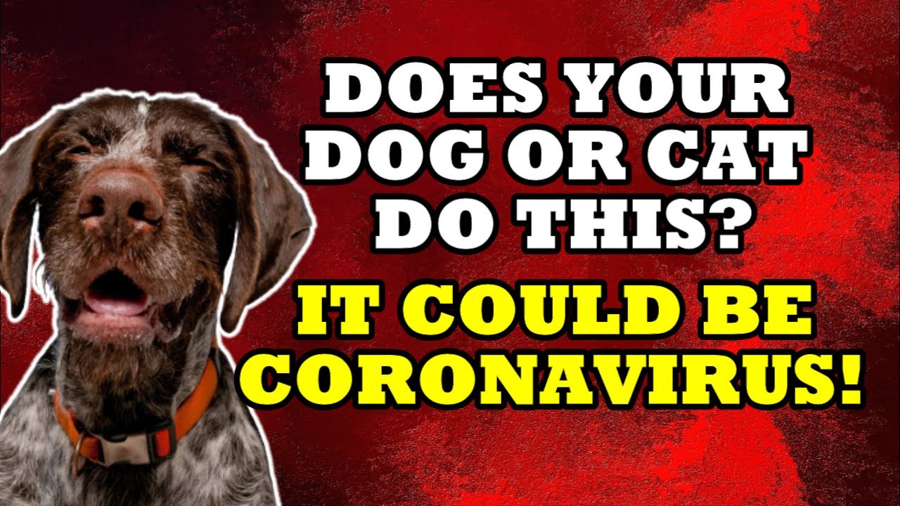 COVID-19 in DOGS AND CATS | Symptoms and treatment