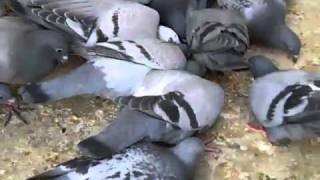 feeding young birds racing pigeons