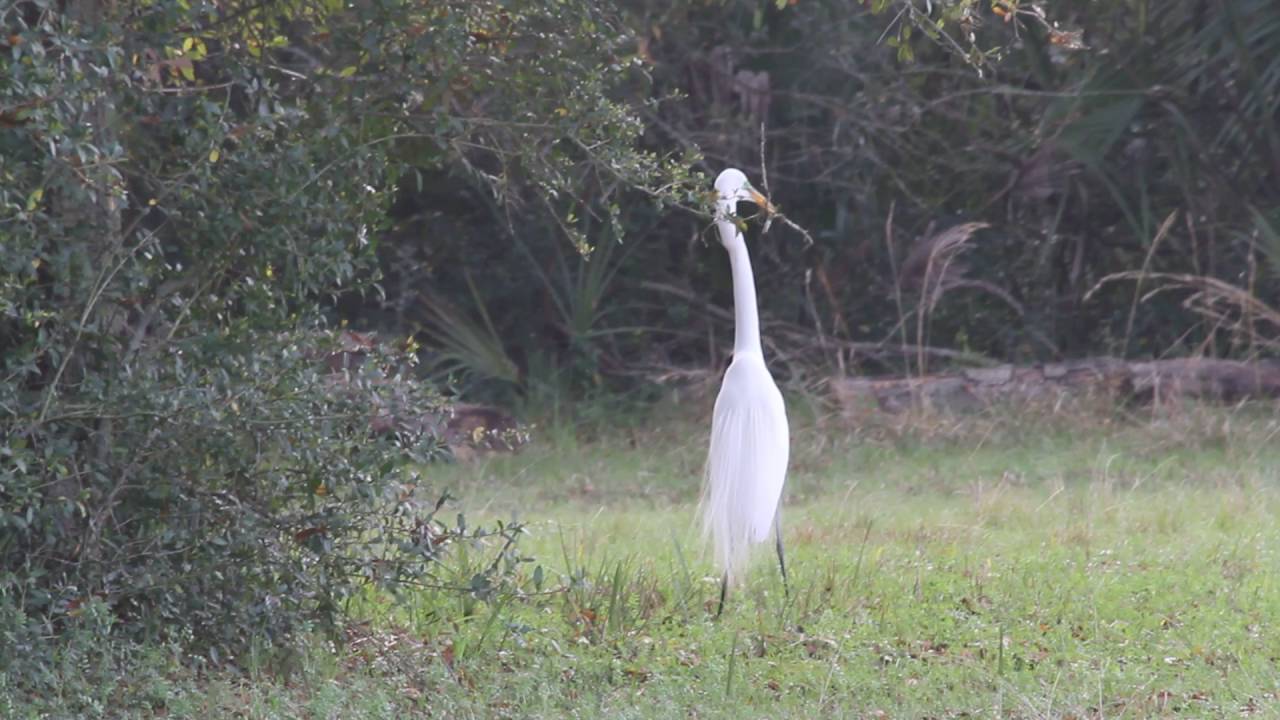 egret nest material