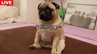 豆腐パスタの配信のサムネイル画像