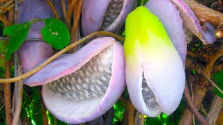 15 Most Unique Fruits You've Never Heard Of 15 Amazing Fruits That Start With Ae You Need To Try Now 6479684