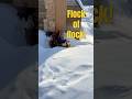 Can you raise chickens in the winter? #chickens #winter #farming #shorts