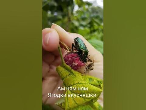#@ягодки вкусняшки - YouTube