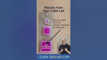 Why are cells small? #apbiology #cellstructureandfunction #surfaceareaandvolume