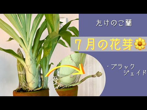 たけのこ蘭 - YouTube