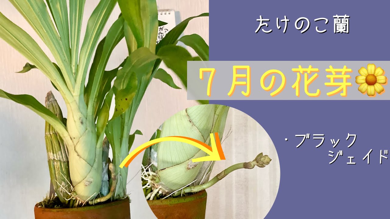 2024年7月22日 たけのこ蘭《7月の花芽》 水と日光が大好きな蘭 真夏の