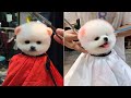 Tik Tok Chó Phốc Sóc Mini 😍 Funny and Cute Pomeranian #226