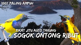 SUARA PIKAT SOGOK ONTONG RIBUT PALING AMPUH || PIKAT SOGOK ONTONG RIBUT