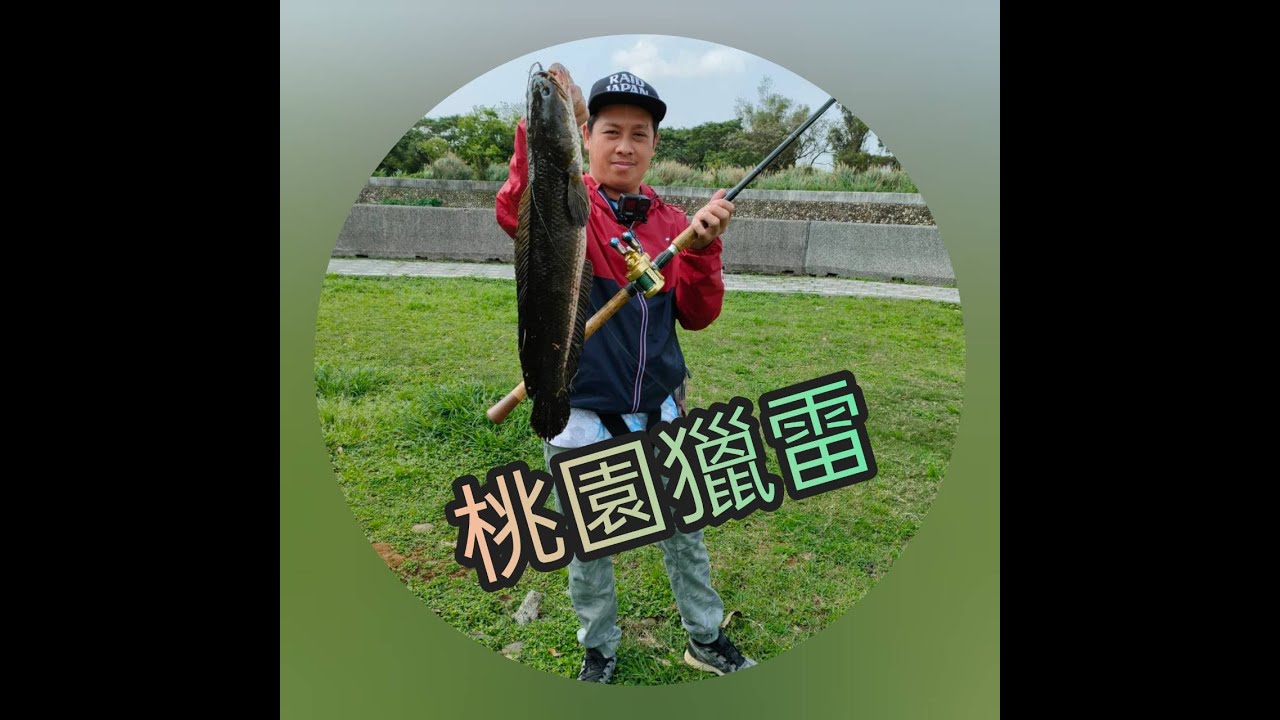 桃園獵雷之親子釣游 雷強 雷魚 泰國鱧 呆呆 生魚 Snakehead Haruan Heavycover Gabus Youtube
