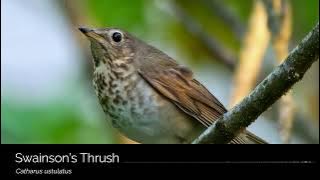 Swainson's Thrush