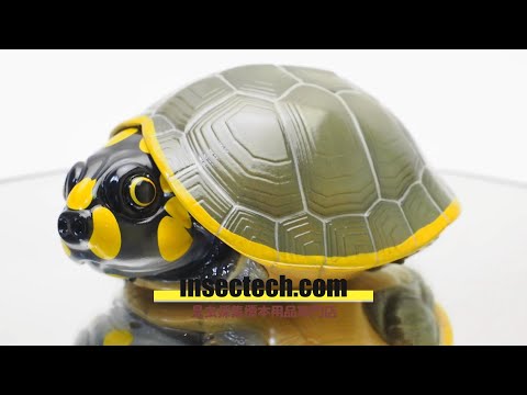 動物の惑星】【2023上海WF限定】【非売品】モンキヨコクビガメ