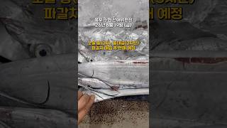 은빛 먹갈치, 황금빛 황석어! 연일 쏟아지는 물량에 목포 수협은 활기가 넘칩니다. #어르미유통 2026년 6월 19일