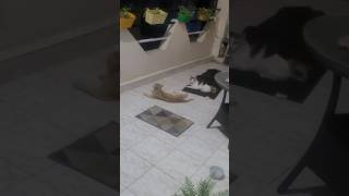 Evenings With The Lady, Try This Audio 12K Views