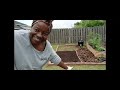 Planting out corn, tomatoes, and onions in the ground - April 2025