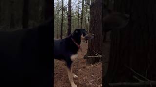 Exploring Nature: Dog&#39;s Adventure in the Woods Checking Sap Lines