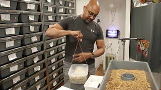 Ozzy Egg Pulling Tips