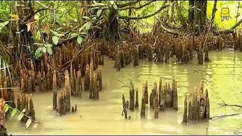 Mangrove (Hindi) - मैन्ग्रोव