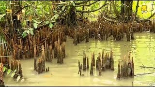 Mangrove (Hindi) - मैन्ग्रोव