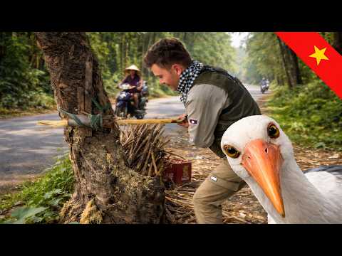 Vietnam’da Zorlu Dönüş Yolu: Yılanlar ve Leyleklerin Şaşırtıcı Ticareti