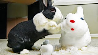 Rabbit HATES snow! Rabbit ATTACKS snow bunny!