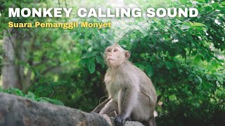 Monkey Calling Sound || Suara pemanggil monyet