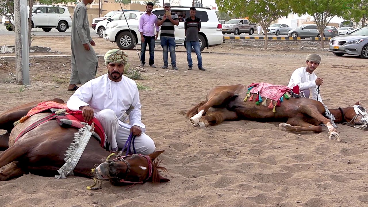 عرضة الخيل - تقديم نادي الشموخ للفروسية - عيد الأضحى المبارك