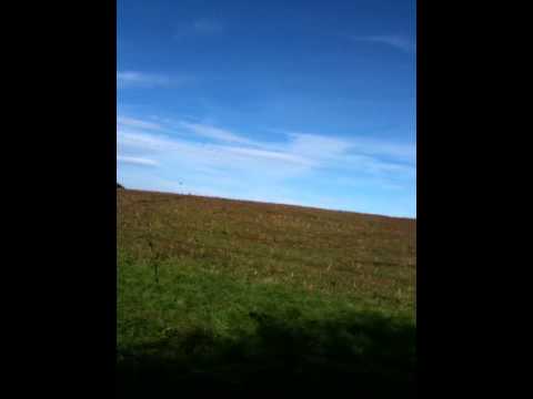 Buzzard attacking pigeon decoys decoys