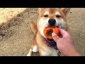 柿泥棒して逃走する柴犬　Shibe stole a persimmon and ran away.