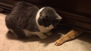 Cats Stealing Stuff - Compilation