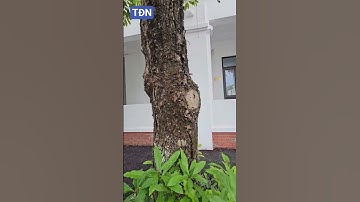 Cây lộc vừng đẹp #tamdaonui