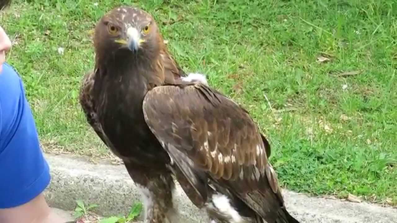 ニホンイヌワシ餌やり 天然記念物 Japanese Golden Eagle Youtube