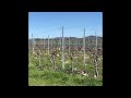 Весна в Германии #Frühling in Deutschland