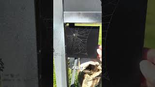 Work of Art from Spider Web