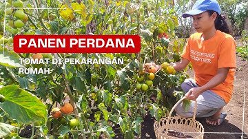 Panen tomat perdana di kebun halaman rumah #berkebundihalamanrumah