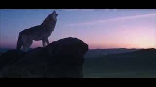 Тотем волка I Wolf Totem (2015)