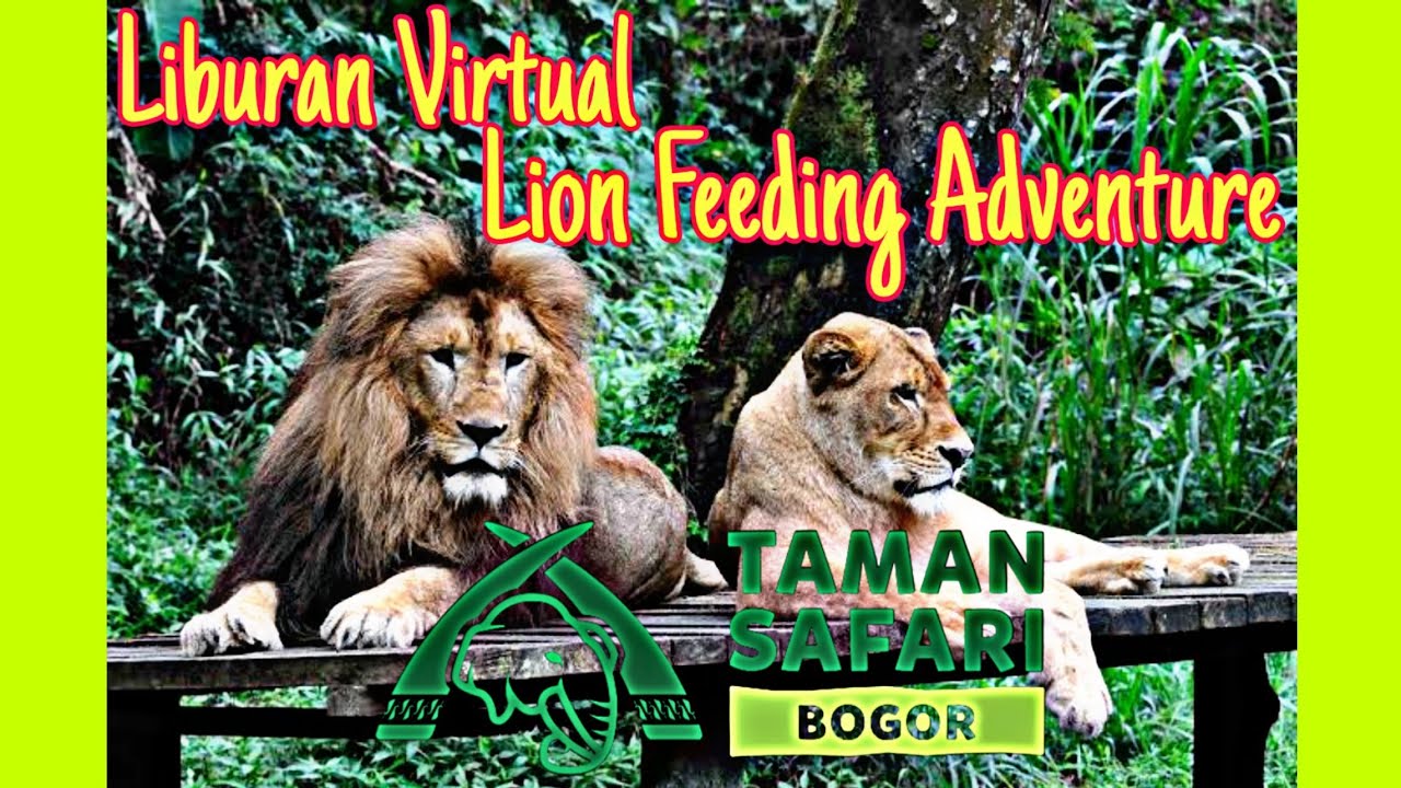 Taman Safari Feeding Lion Taman Safari Feeding Lion