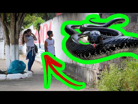 Vídeo: Como Assustar Cobras