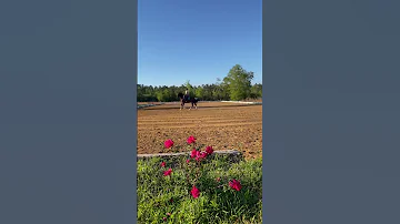 Canter - Leo Equestrian #horse #dressage #equestrian #equestrianrider #usdf