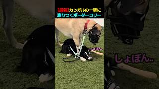 [最強]カンガルの一撃に凍りつくボーダーコリー #カンガル #shorts
