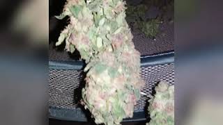 HARVEST!