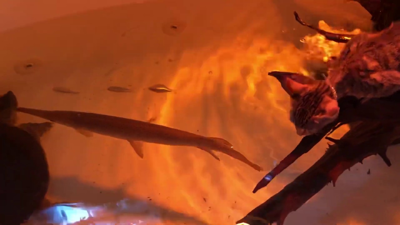 camera iphone 8 plus apk My Texas Jungle in the bathtub!!