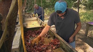 Texas Crawfish Farm (Texas Country Reporter)