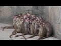 ときわ動物園　ボンネットモンキー　みんな寒い、わがままは許されません(Bonnet macaque)