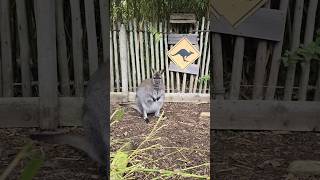 The wallabies look so angry! 🦘😦 #wallabies #cute #animal #angry #goviral