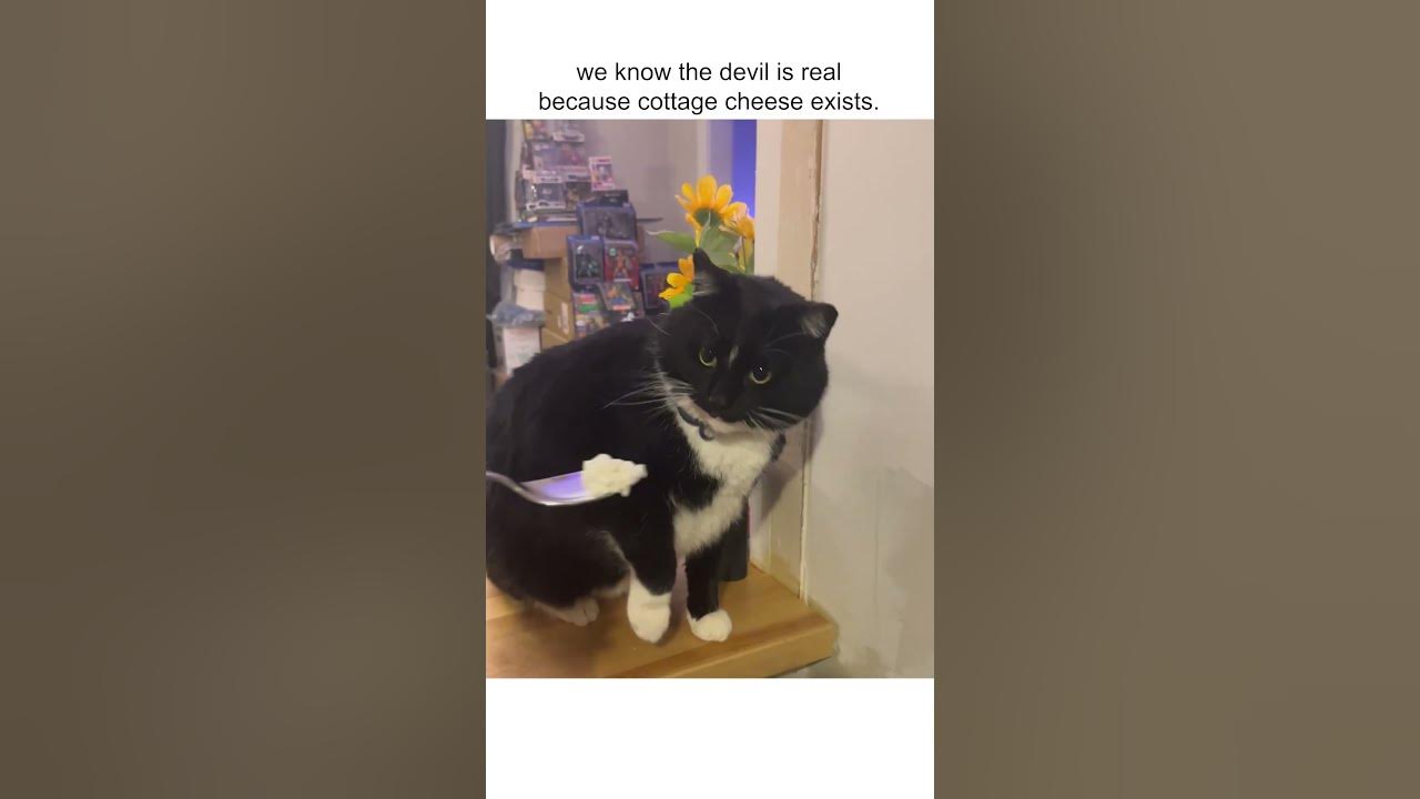 Hilarious Cat Gags When Smelling Cottage Cheese! 😹🧀 YouTube