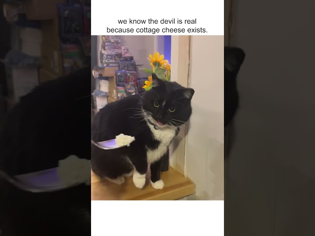Hilarious Cat Gags When Smelling Cottage Cheese! 😹🧀