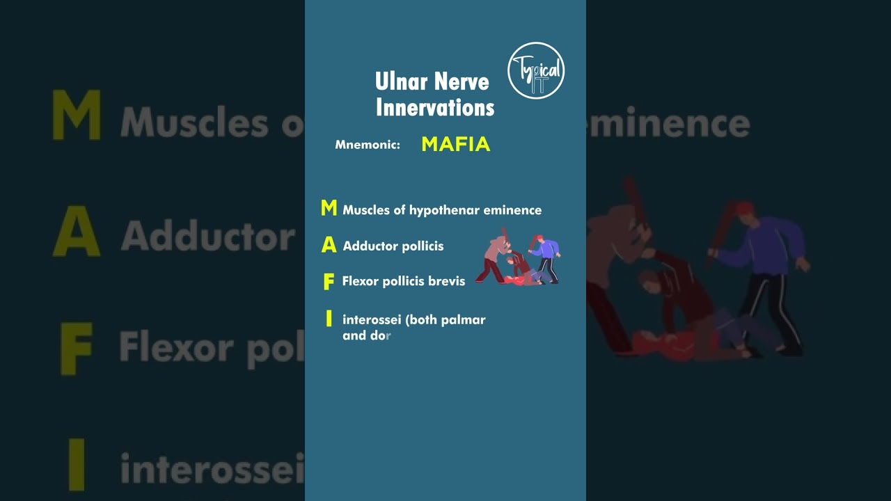 Ulnar Nerve Muscle Innervation Mnemonic Devices Quiz - Infoupdate.org