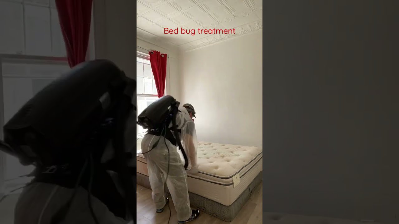 Bed Bug Treatment The Right Way Of Getting Job Done And Eliminating Once For All 